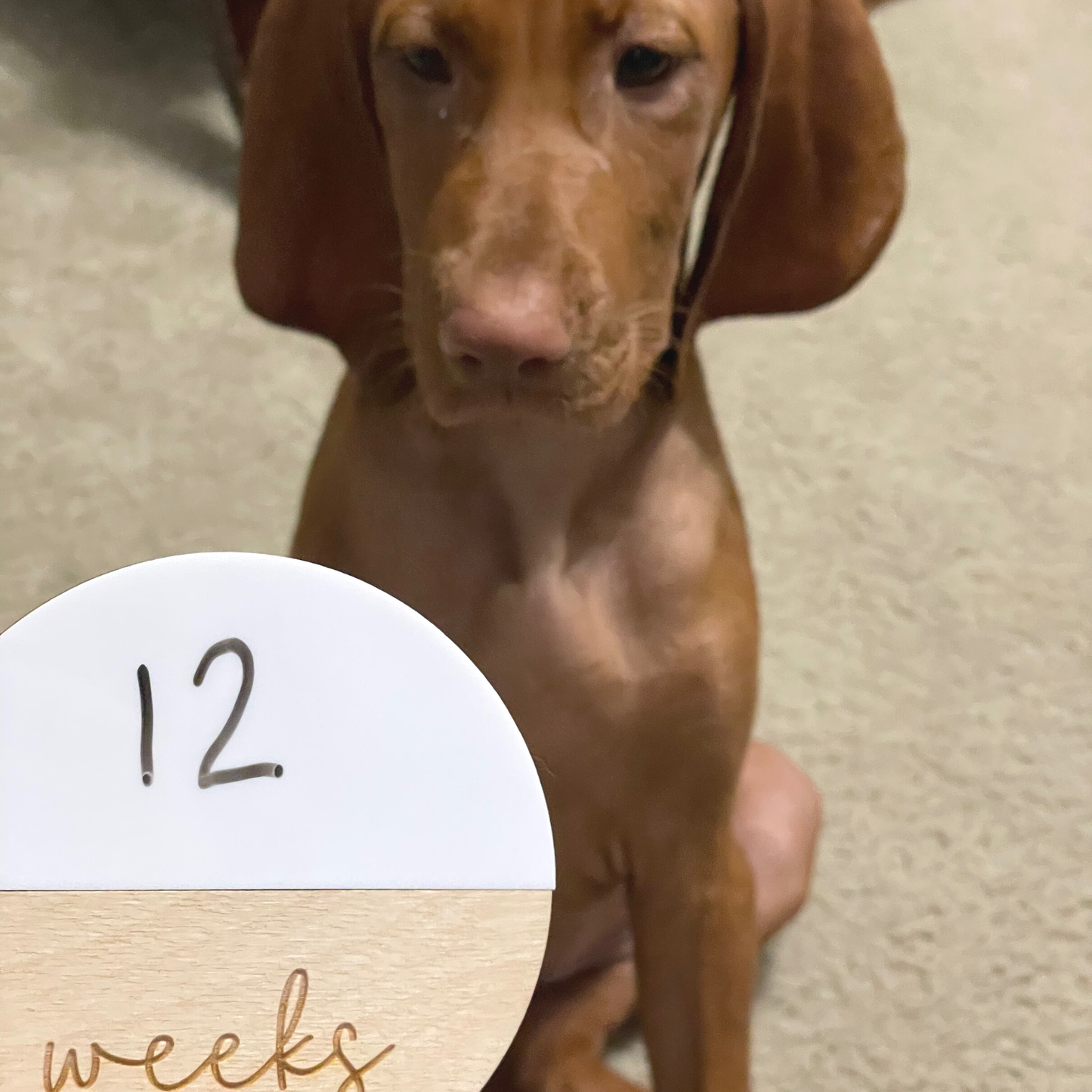 Reuse-able Baby Milestones, Acrylic and Wood Baby Milestones
